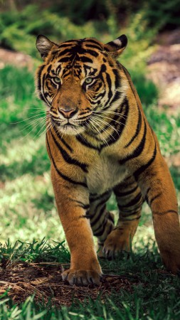 тигр, саваннa, милые животные (vertical)