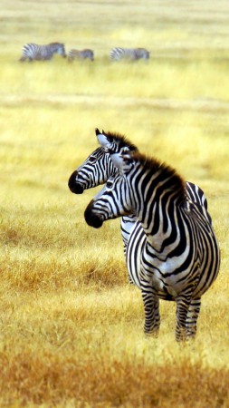 зебра, саванны, милые животные (vertical)