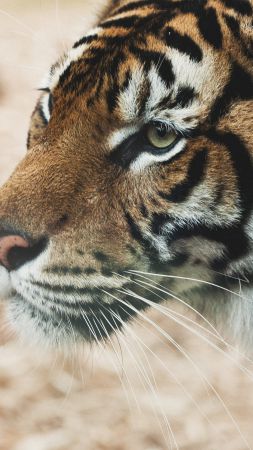 Тигр, саванна, взгляд, милые животные (vertical)