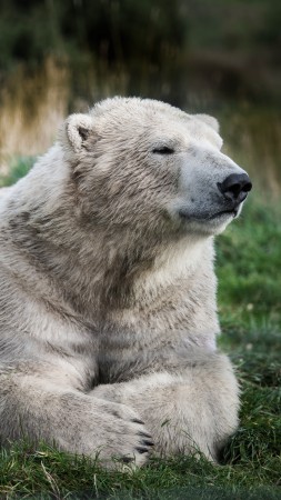 Полярный медведь, взгляд, милые животные (vertical)