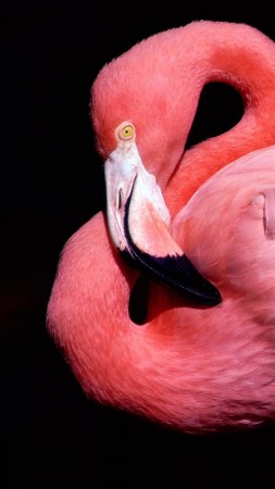 Фламинго, милые животные, розовый (vertical)