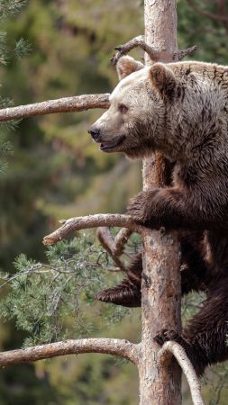 Бурый медведь, медведь, милые животные, дерево (vertical)