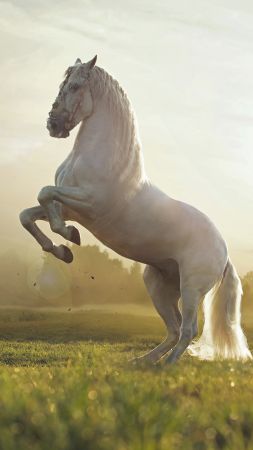 Лошадь, милые животные, закат (vertical)