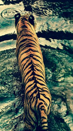 тигр, вода, милые животные (vertical)