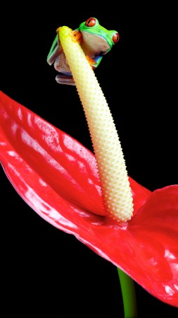 Лягушка, цветок, Спатифиллум, макро (vertical)