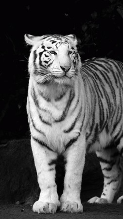 Тигр, взгляд, милые животные (vertical)