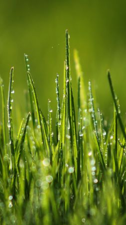 Зеленая трава, 4k, HD, 8k, поле, роса (vertical)