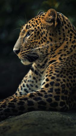 леопард, взгляд, милые животные (vertical)