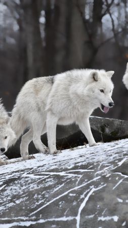Волк, лес, снег, милые животные (vertical)
