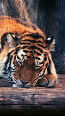 Тигр, милые животные, забавный (vertical)