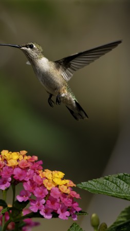 колибри, цветы, полет, размытие (vertical)