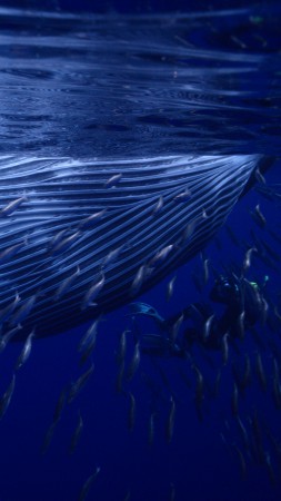 Кит, подводный мир, лучшие места diveng 2017 (vertical)