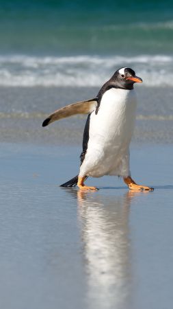 Пингвин, берег, море, океан, милые животные (vertical)