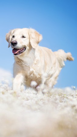 Лабрадор, собака, поле, милые животные, забавный (vertical)