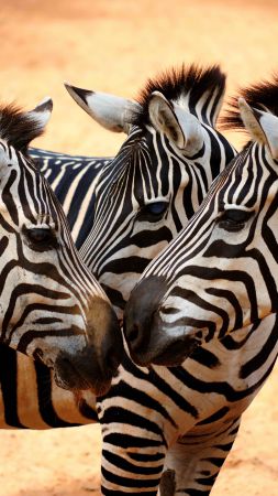 зебра, пара, милые животные (vertical)