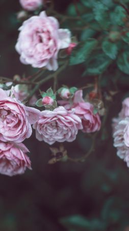 Розы, 4k, HD, 8k, цветы, розовый (vertical)