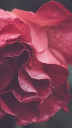 Роза, HD, 4k, макро, цветы (vertical)