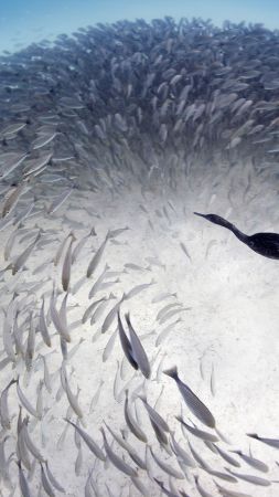 Морские ворчуны, Мексика, Глаз рыбного шара (vertical)