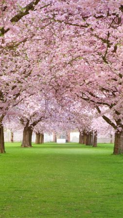 Деревья, 4k, HD, цветы, парк, розовый (vertical)