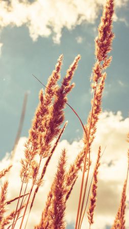 Пшеница, 4k, HD, луга, небо (vertical)