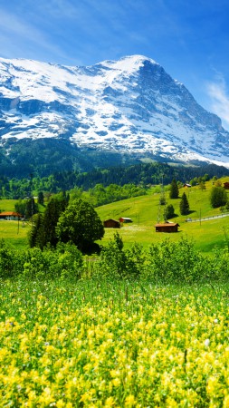 Швейцария, 5k, 4k, горы, луга, полевые цветы (vertical)