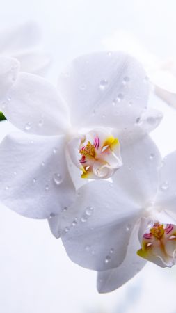 орхидея, 5k, 4k, цветы, макро, белый (vertical)