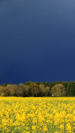 Луга, 5k, 4k, полевые цветы, небо, облака (vertical)
