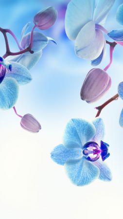 Орхидея, 5k, 4k, цветы, синий, белый (vertical)