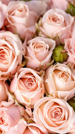 Розы, 5k, 4k, 8k, цветы, розовый (vertical)