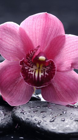 Орхидея, 5k, 4k обои, 8k, HD, цветы, капли, розовый (vertical)