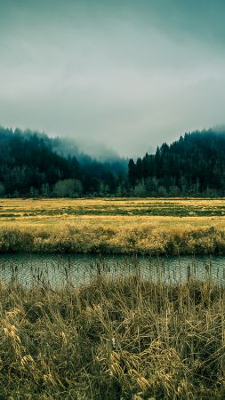 Орегон, 5k, 4k, 8k, небо, река, туман, лес, сосны (vertical)