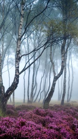 Стэнтон Мур, 5k, 4k, Пик Дистрикт, Великобритания, Лес, полевые цветы, туман (vertical)