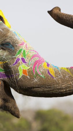 Слон, Индия, милые животные (vertical)