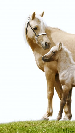 Лошадь, белые, милые животные (vertical)