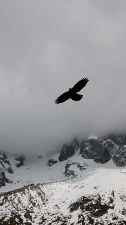 орел, горы, полет, облака (vertical)