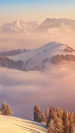 Альпы, 5k, 4k, Швейцария, горы, облака, сосны (vertical)