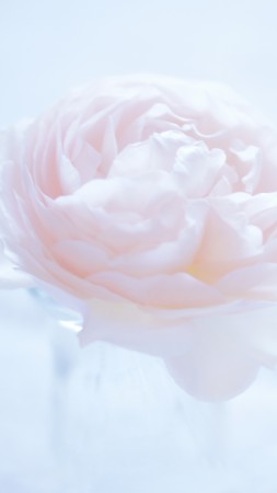 Камелия, 5k, 4k, 8k, цветок, розовый (vertical)