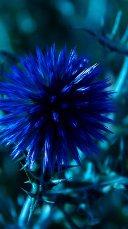Шардон, 5k, 4k, цветы, синий (vertical)