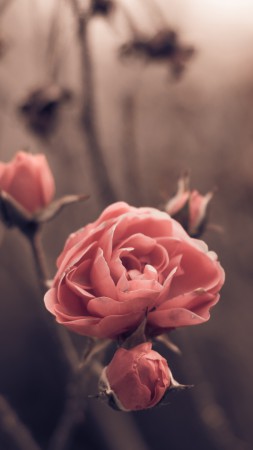Роза, 5k, 4k, весна, цветы, размытость (vertical)