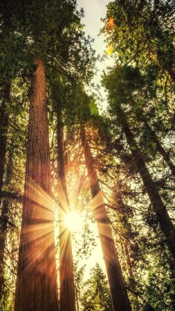 Лес, 5k, 4k, деревья, солнечный свет (vertical)