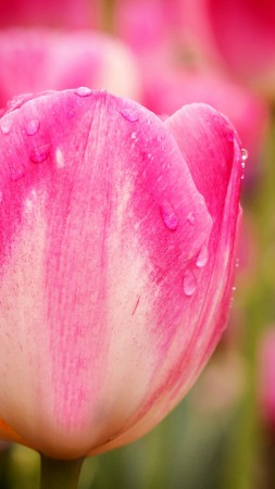 Тюльпаны, 5k, 4k, цветы, макро, розовый (vertical)