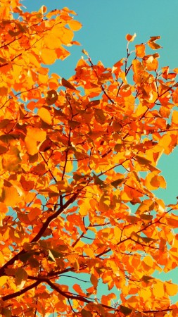 Дерево, 5k, 4k, небо, осень, желтые листья (vertical)