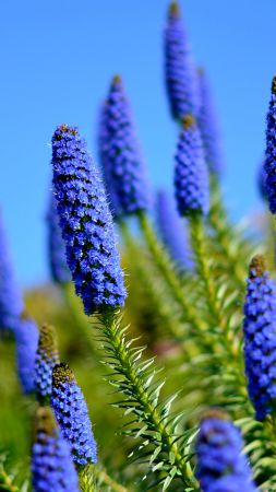 Гортензия, 5k, 4k, цветы, луга, синий (vertical)