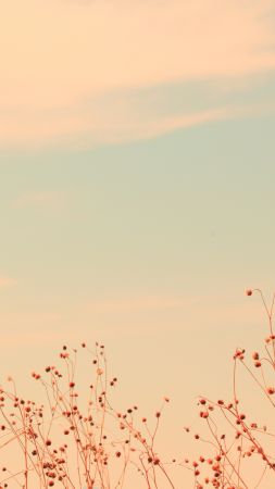 Луга, 5k, 4k, полевые цветы, облака, небо (vertical)