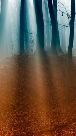 Лес, 4k, 5k, деревья, солнечный свет, туман, осень (vertical)