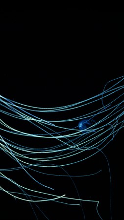 Австралийская медуза, 4k, 5k, 8k, Индийский Океан, дайвинг, туризм (vertical)