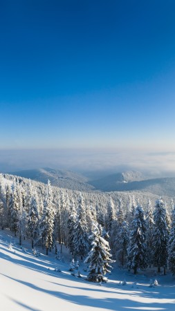 зимний лес, 5k, 4k, гора, солнце, снег, елки (vertical)