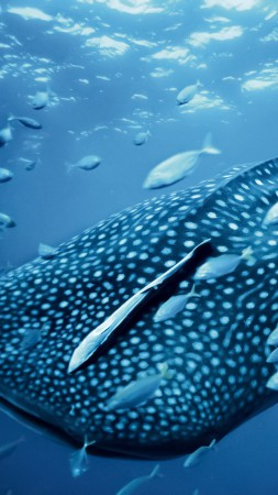 Китовая акула, Палау, Филлипины, дайвинг, туризм, путешествие (vertical)