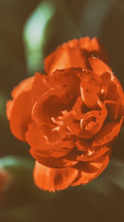 Роза, 5k, 4k, красный, цветы (vertical)