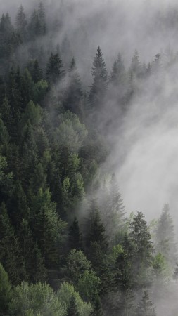 Австрия, 4k, 5k, 8k, лес, туман, сосны (vertical)